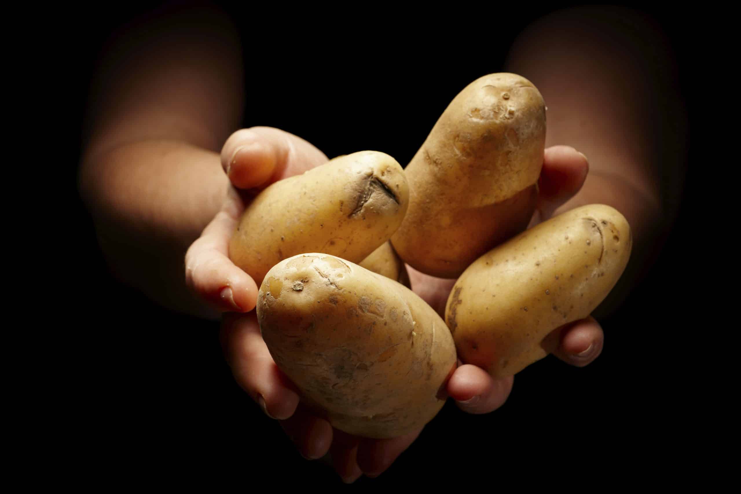 Poisonous potato update. Few Potatoes.